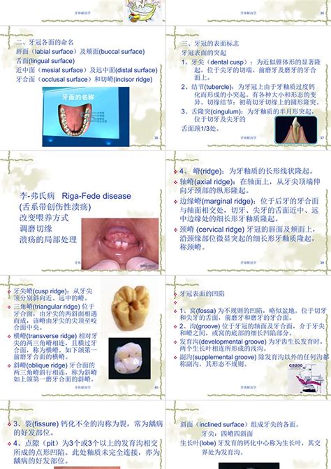 嘴巴牙齒|口腔科學/牙體解剖